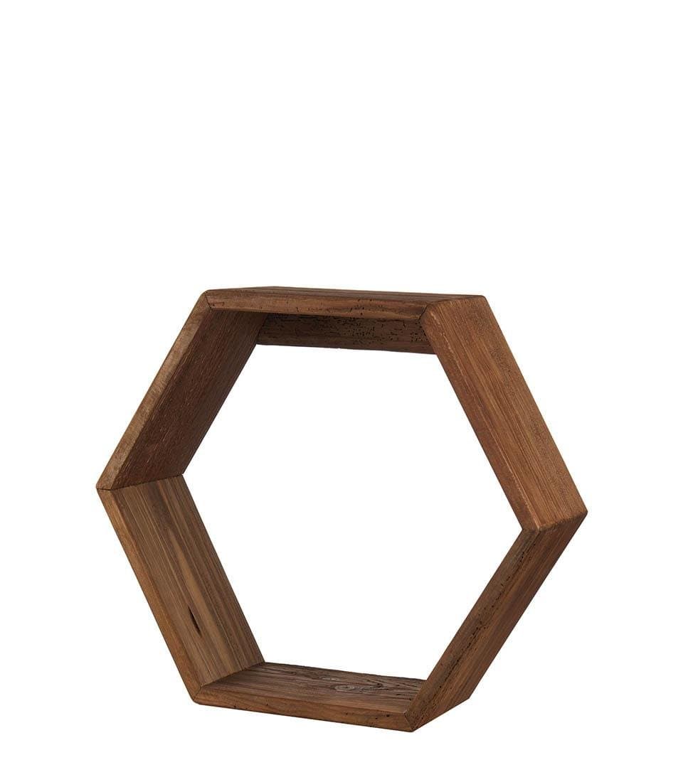 Polita hexagonala 1 J130 2